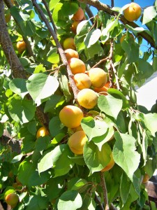 Almost ripe