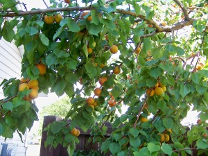 Lots of fruit