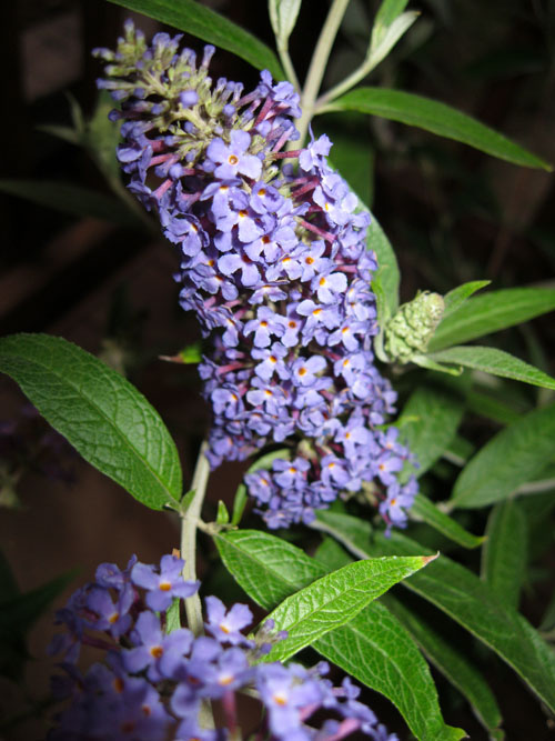 Summer Lilac