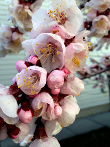 03 Apricot blossom