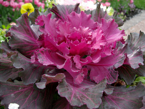 Cabbage flower