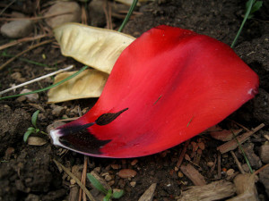 Fallen petal 1