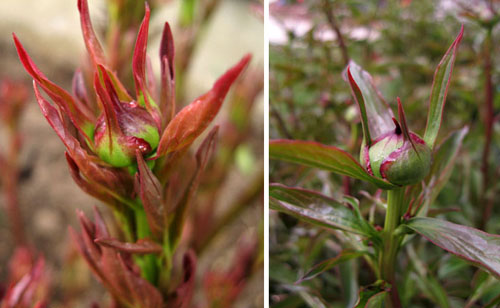 Peony comparison 1 web