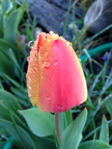 Tulip