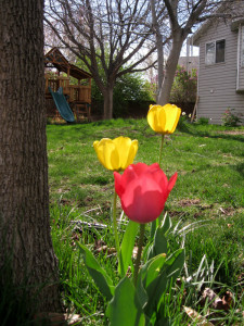 Tulip pink and yellow