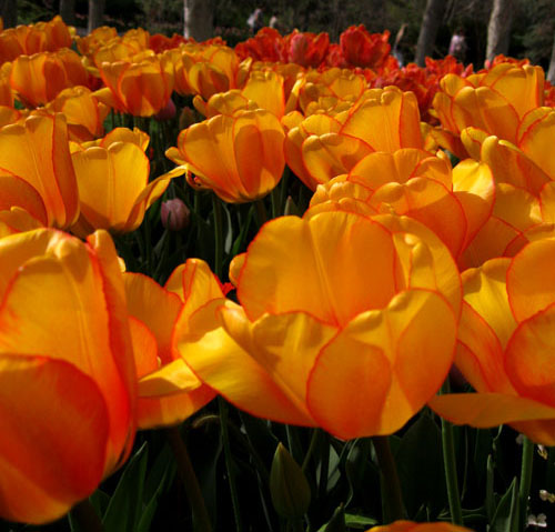 Tulips bright cropped