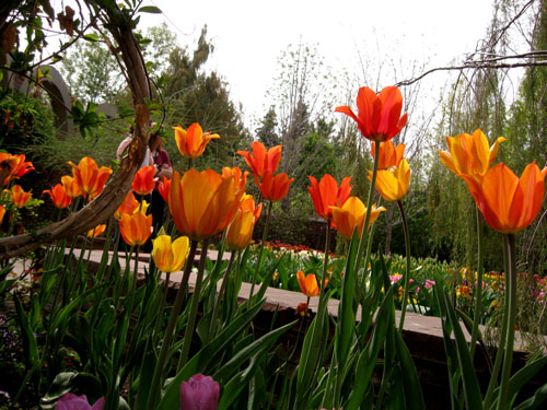 Tulips skyward