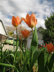 tulip apricot and sky