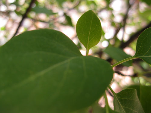 C lilac leaves