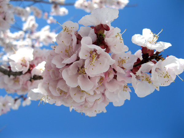 apricot-blossom-3