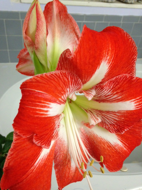 amaryllis